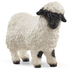 SHL13965 - Mouton Nez Noir