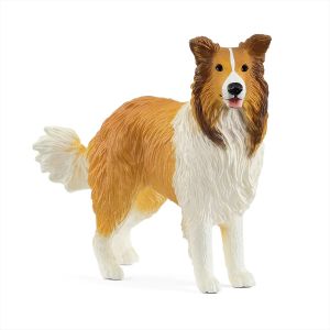 SHL13998 - Chien Colley