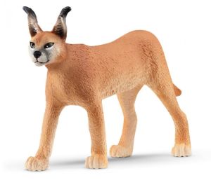 SHL14867 - Femelle Caracal