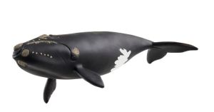 SHL14878 - Baleine de l'Atlantique