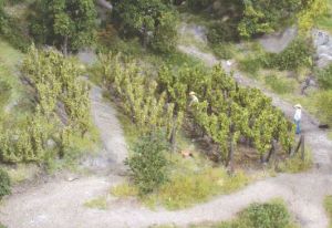 HEK19136 - 36 Vignes - 2,5 cm