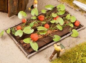 NOC13219 - Plants de courges