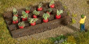 Plants de betteraves rouges