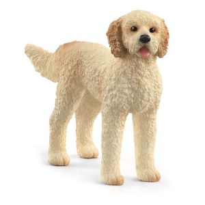 SHL13939 - Chien Goldendoodle