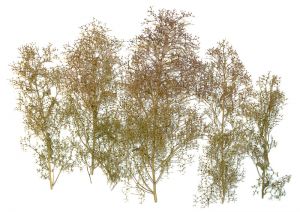 NOC23100 - Arbres naturels