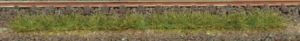 10 Bandes d'herbes d'été 10cm