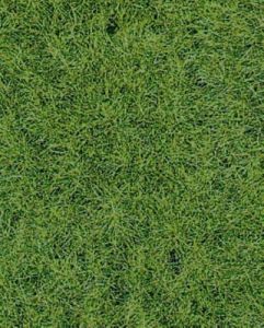 Tapis d'herbes sauvage terrain boisé 40 x 24 cm