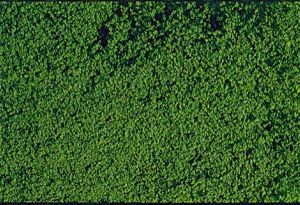Mousse de flocage vert foncé 14x28 cm