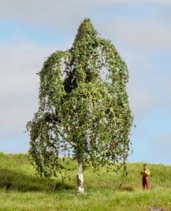 NOC20121 - Bouleau argenté 12 cm