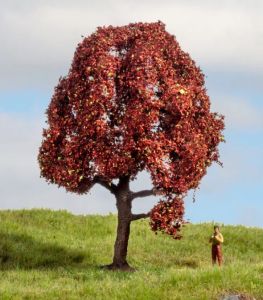 NOC20151 - Hêtre rouge 10 cm