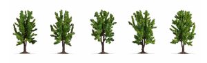 NOC25620 - 5 Arbres feuillus 8 cm