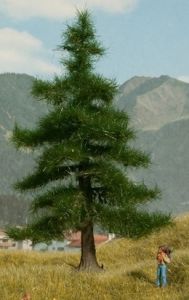 NOC21810 - Sapin Nordmann 12 cm