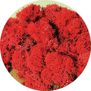 Lichen rouge 30g
