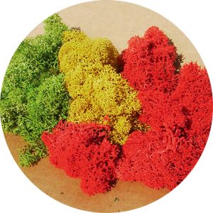 Lichen couleurs assorties 30g