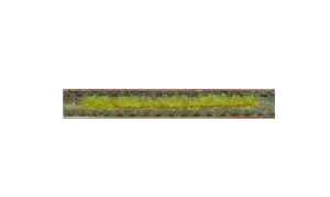HEK1812 - Lot de 10 bandes d'herbes automne 10 cm