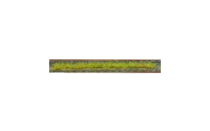 HEK1810 - Lot de 10 bandes d'herbes de printemps 10 cm