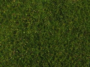 NOC07291 - Foliage de pré, vert moyen 20 x 23 cm