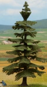 Sapin Nordmann 14,5 cm