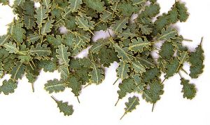Feuilles de chêne vertes miniatures de 4mm