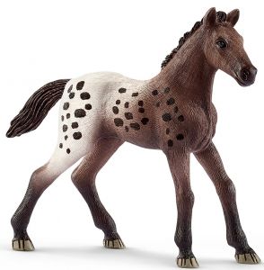 Poulain Appaloosa