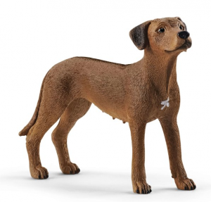 Chien de Rhodésie à crête dorsale