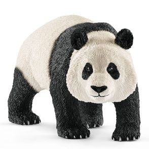 Panda géant  mâle