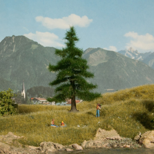 NOC21810 - Sapin Nordmann 12 cm