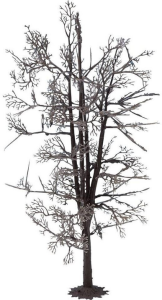 NOC22020 - Structure d'arbre - Tilleul 18.5 cm