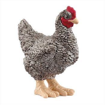 SHL13997 - Poule Plymouth Rock