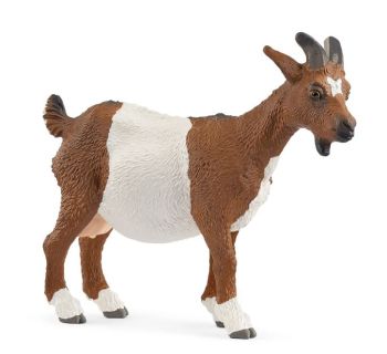 SHL14887 - Chèvre