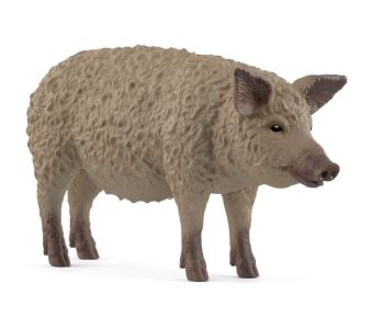 SHL14892 - Cochon Mangalica