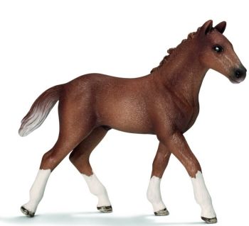 SHL13730 - Poulain Hanovre