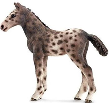 SHL13760 - Poulain Knabstrupper