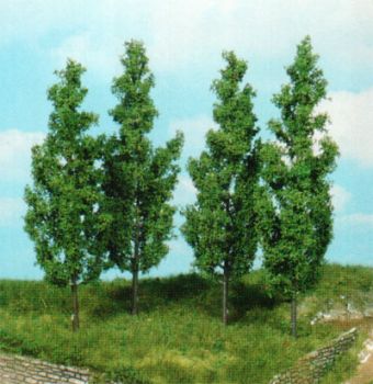 HEK1719 - 4 Peupliers 14 cm