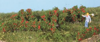 HEK19125 - 10 haies et buissons de roses 0.7 à 3 cm