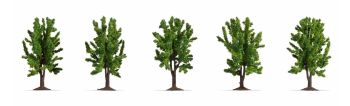 NOC25620 - 5 Arbres feuillus 8 cm