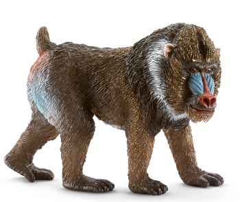 SHL14715 - Mandrill, mâle