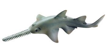 SHL14724 - Poisson-scie