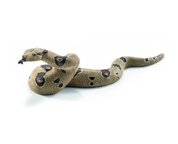 SHL14739 - Boa constrictor