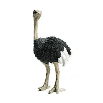 SHL14744 - Autruche