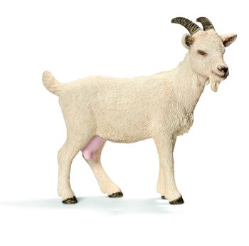 SHL13719 - Chèvre domestique