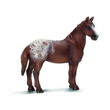 SHL13731 - Jument Appaloosa