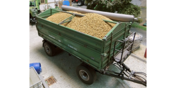 Maïs grain 100 Grammes