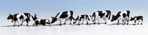 FGK15721 - Lot de 7 vaches HOLSTEIN Ech:1/87