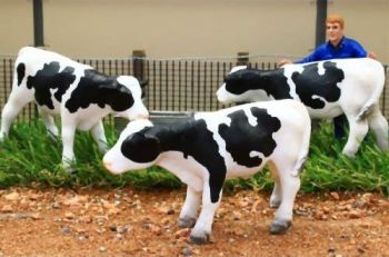 BT3068 - 3 vaches noire et blanche debout