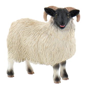 BUL62718 - Moutons écossais
