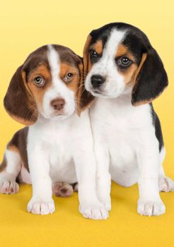 CLE21138 - Mini-Puzzle 260 Pièces My Puppies 33.6 x 23.5 cm