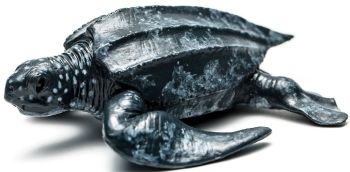 COL88680 - Tortue géante