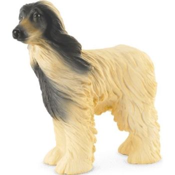 COLL88173 - Chien Lévrier Afghan