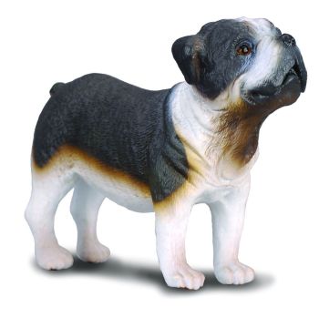 COLL88179 - Chien Bull Dog